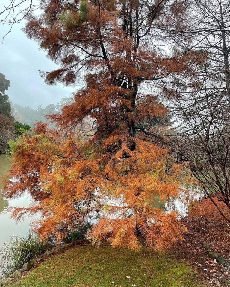 Pond Cypress