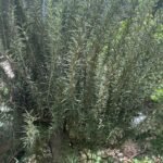 Rosemary