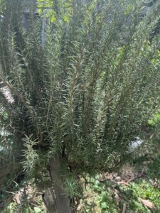 Rosemary