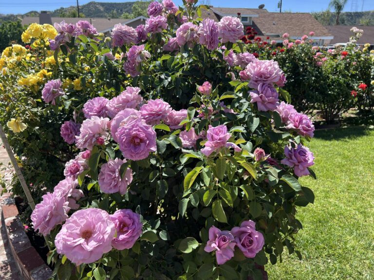 15 Shrubs That Bloom All Summer: Identification and Pictures