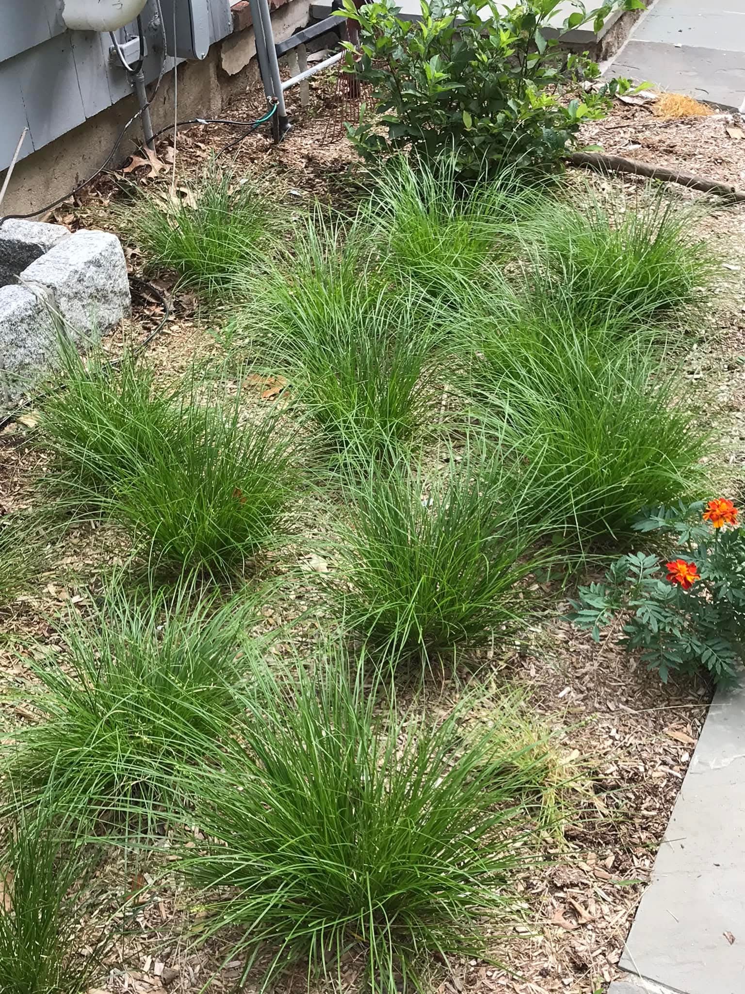18+ Shade Ornamental Grasses 15 Best Ornamental Grasses for Shade: A Complete Growing Guide - Citycacti