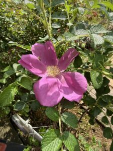 Rugosa Rose