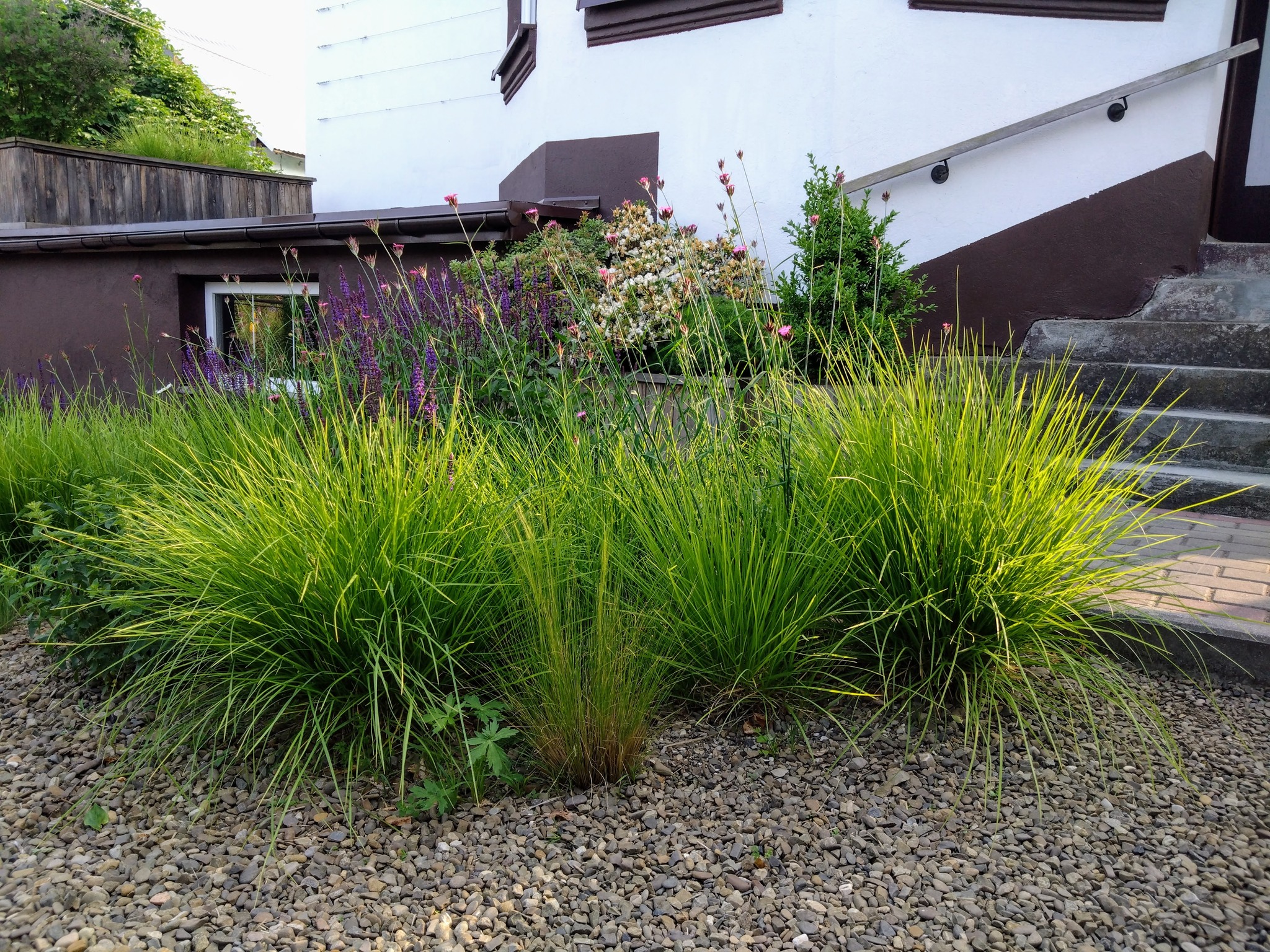 15 Best Ornamental Grasses for Shade: A Complete Growing Guide - Citycacti