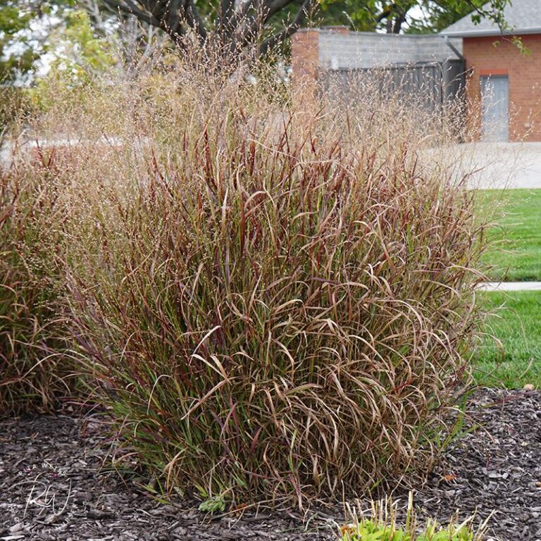 15 Tall Ornamental Grasses for Privacy: A Complete Screening Guide ...