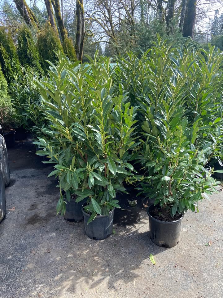 25 Best Shrubs for Hedges: Identification and Pictures