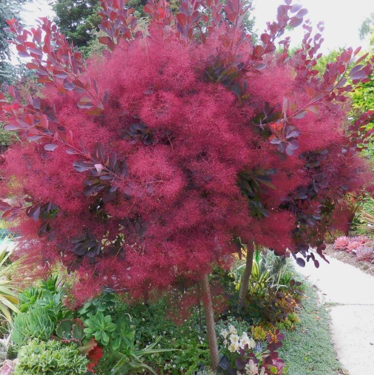 15 Drought Tolerant Shrubs: The Best Choices for Dry Gardens and Landscapes