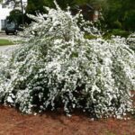 Spirea