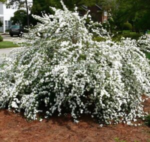 Spirea