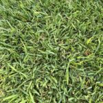 St. Augustine grass