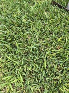 St. Augustine grass