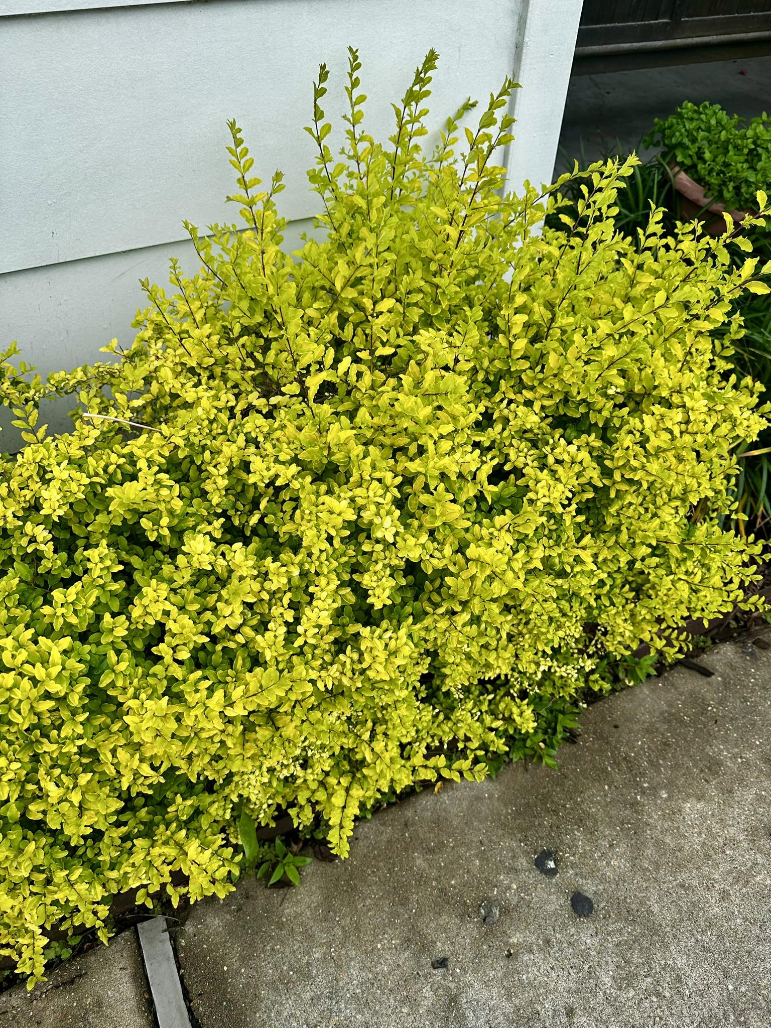 20+ Shrubs For Direct Sunlight 25 Small Shrubs for Front of House: The Complete Planting Guide - Citycacti