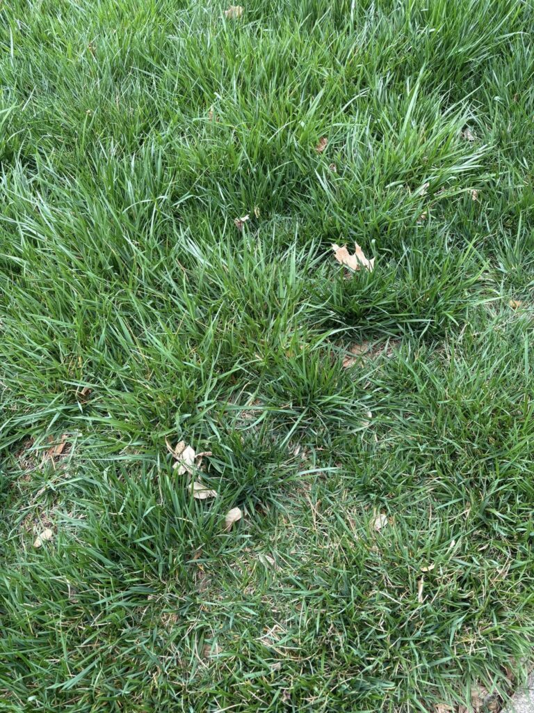 Kentucky Bluegrass vs Tall Fescue: Which Grass Is Right for Your Lawn?