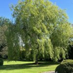 Weeping willow