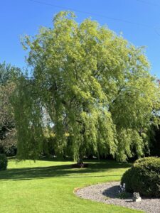 Weeping willow