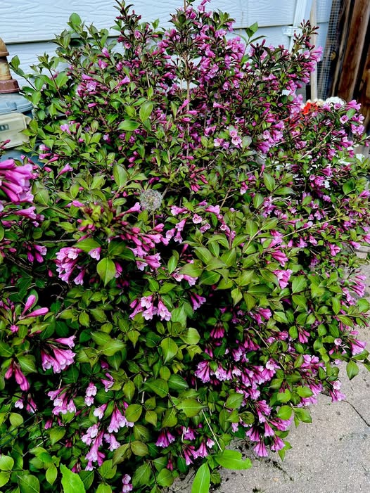 15 Shrubs for Clay Soil: The Best Choices for Wet Ground