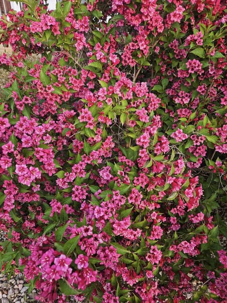 25 Low Maintenance Shrubs: Identification and Pictures