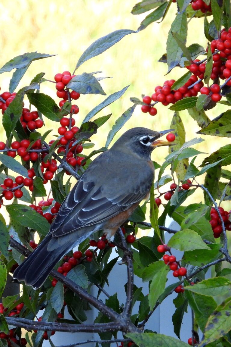 10 Shrubs with Red Berries: Identification and Pictures