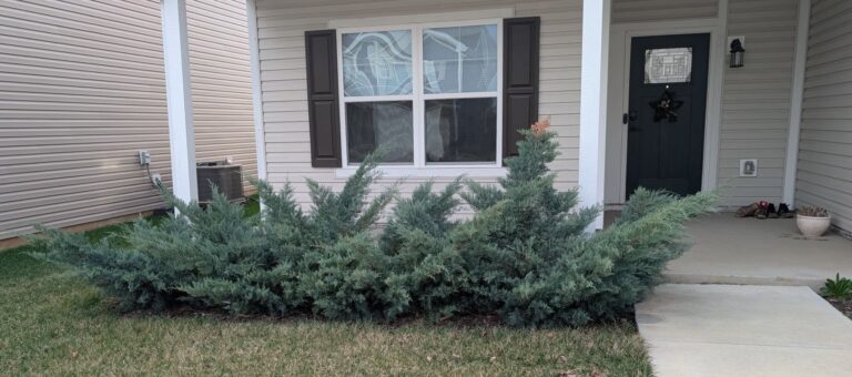 20 Native Shrubs of Iowa (With Growing Details)
