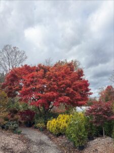 Acer Palmatum Bloodgood