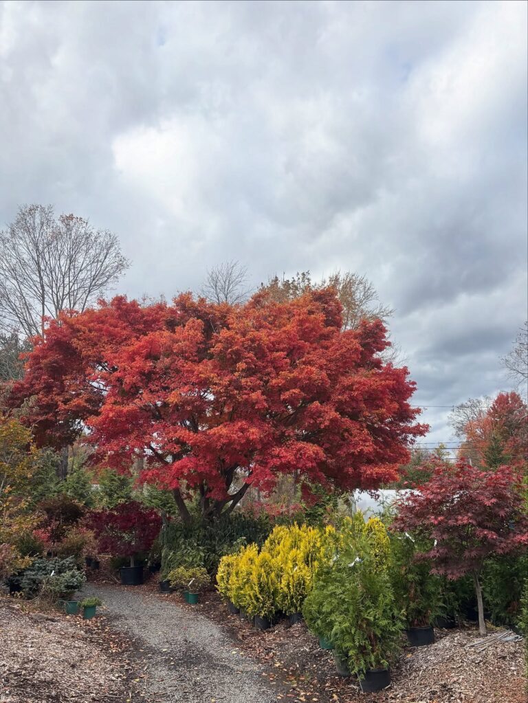 Acer Palmatum Bloodgood