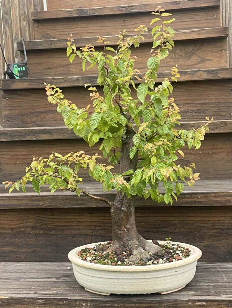 Understanding American Hornbeam (Carpinus caroliniana): Identification, History, Cultivation Details, Problems and More