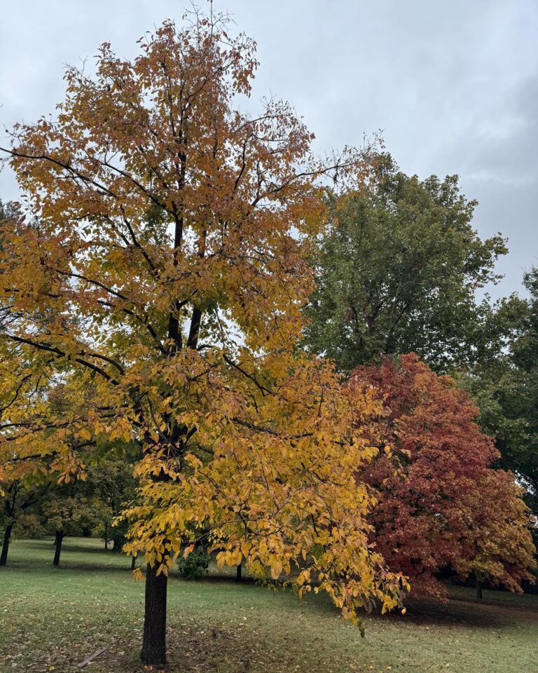 Understanding American Persimmon (Diospyros virginiana): History, Features, Uses, Problems, and Full Cultivation Details