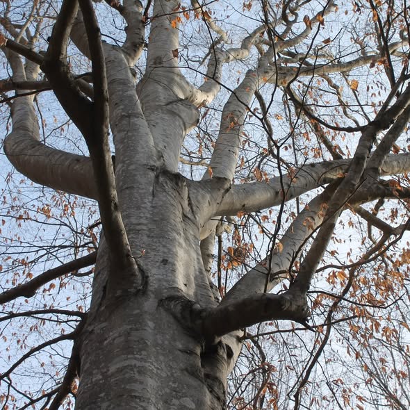 American beech during winter