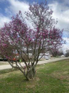 Ann magnolia tree