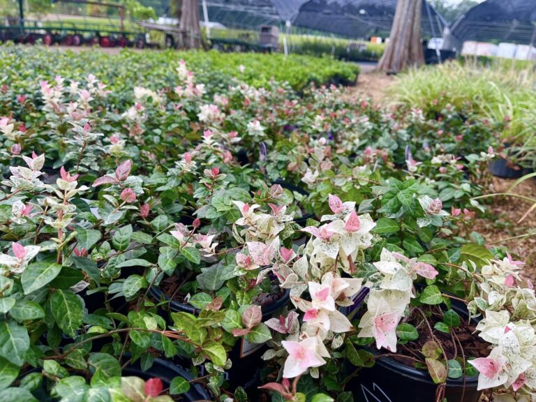 15 Best Types of Jasmine Ground Cover Plants: Fragrant, Spreading, and Stunning Varieties 