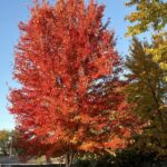Autumn blaze maple tree