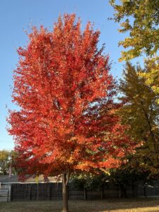 Autumn blaze maple tree