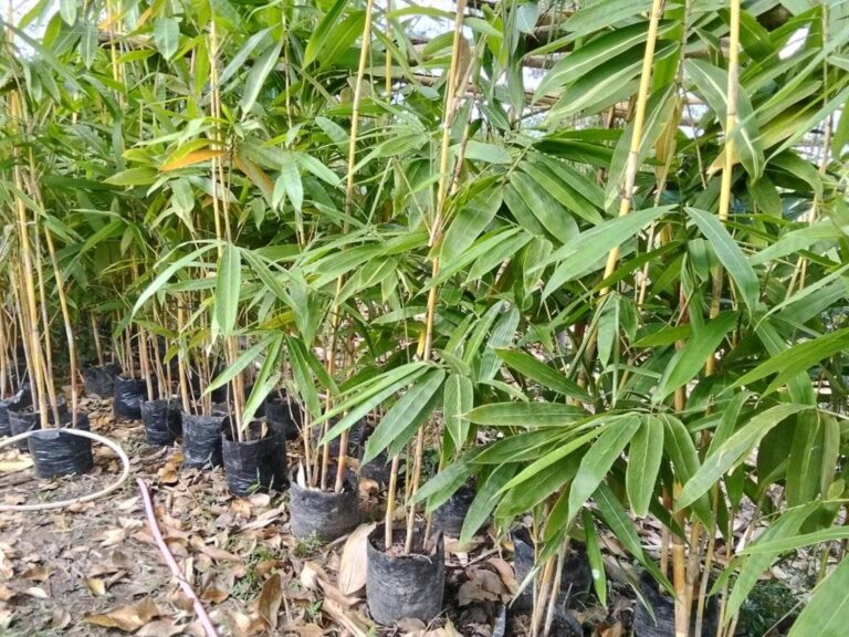 15 Popular Types of Bamboo Plants: Identification, Uses, Growth, and More