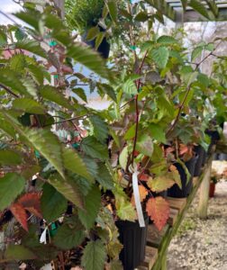 Bare root fruit trees