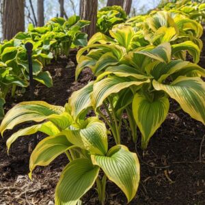 Hostas