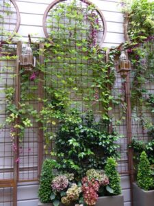 Best climbing vines for trellis