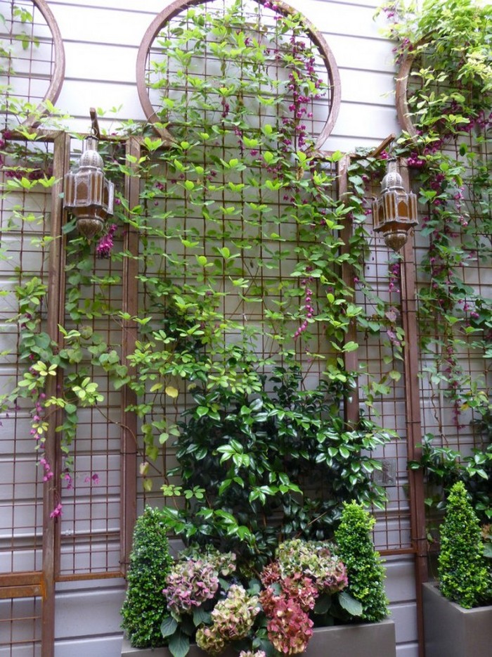 Best climbing vines for trellis
