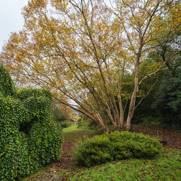 Understanding Erman’s Birch (Betula ermanii): Identification, Uses, Problems, and Cultivation 