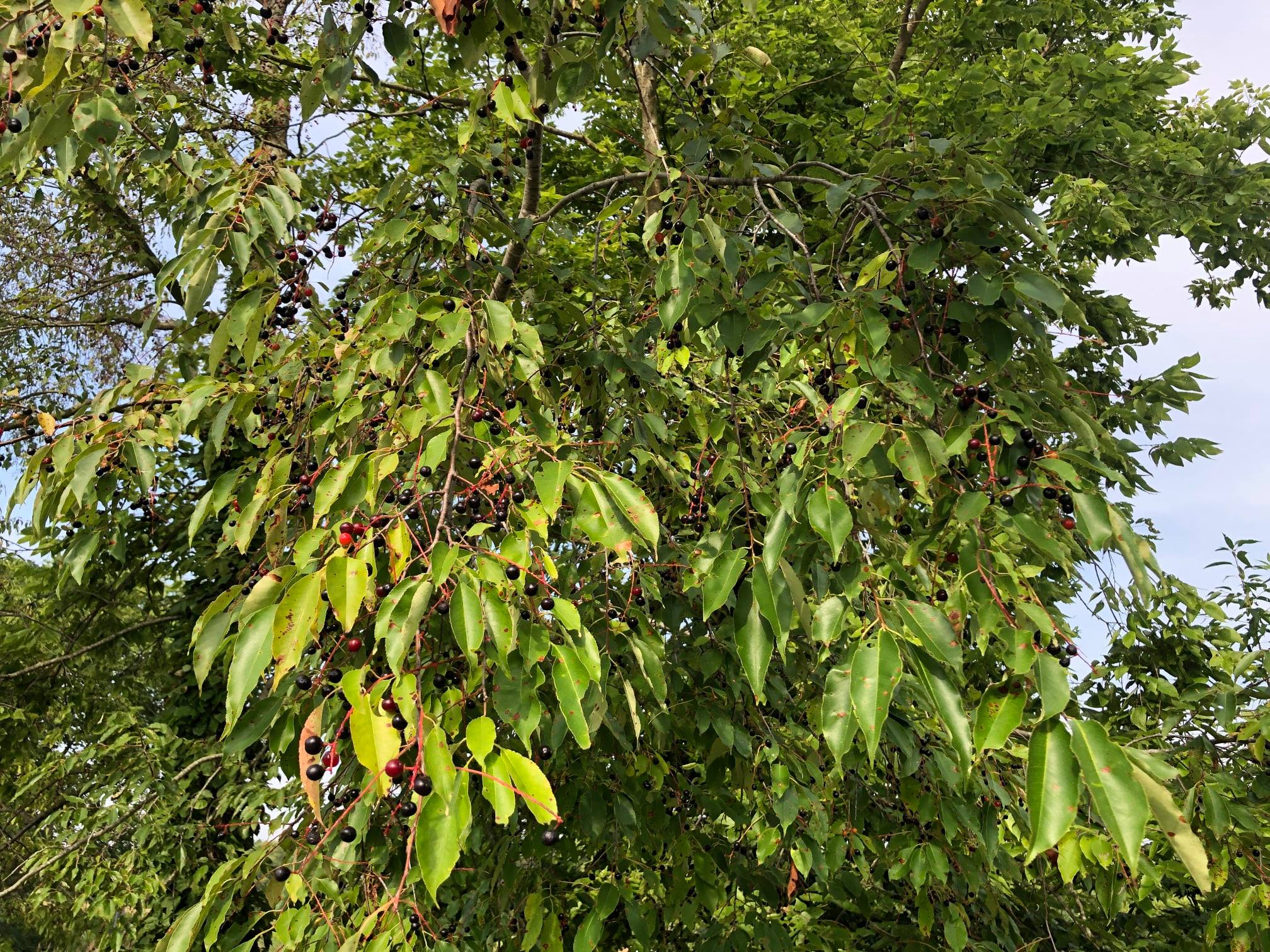 Understanding Black Cherry (Prunus serotina): Identification, History ...