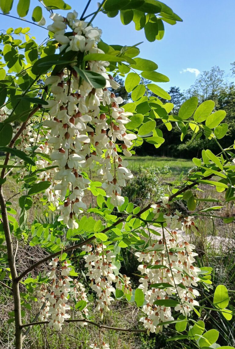 Black Locust in bloom