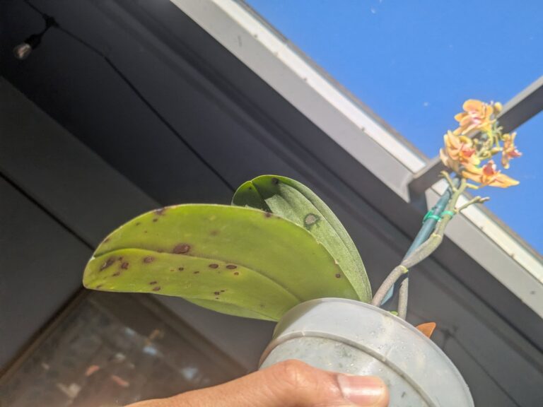 Black spots on orchid leaves