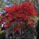 Bloodgood Japanese Maple Tree