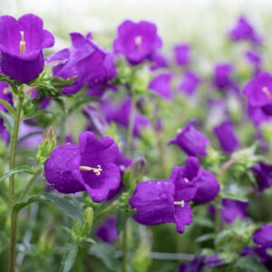 Purple flowers that look like bells