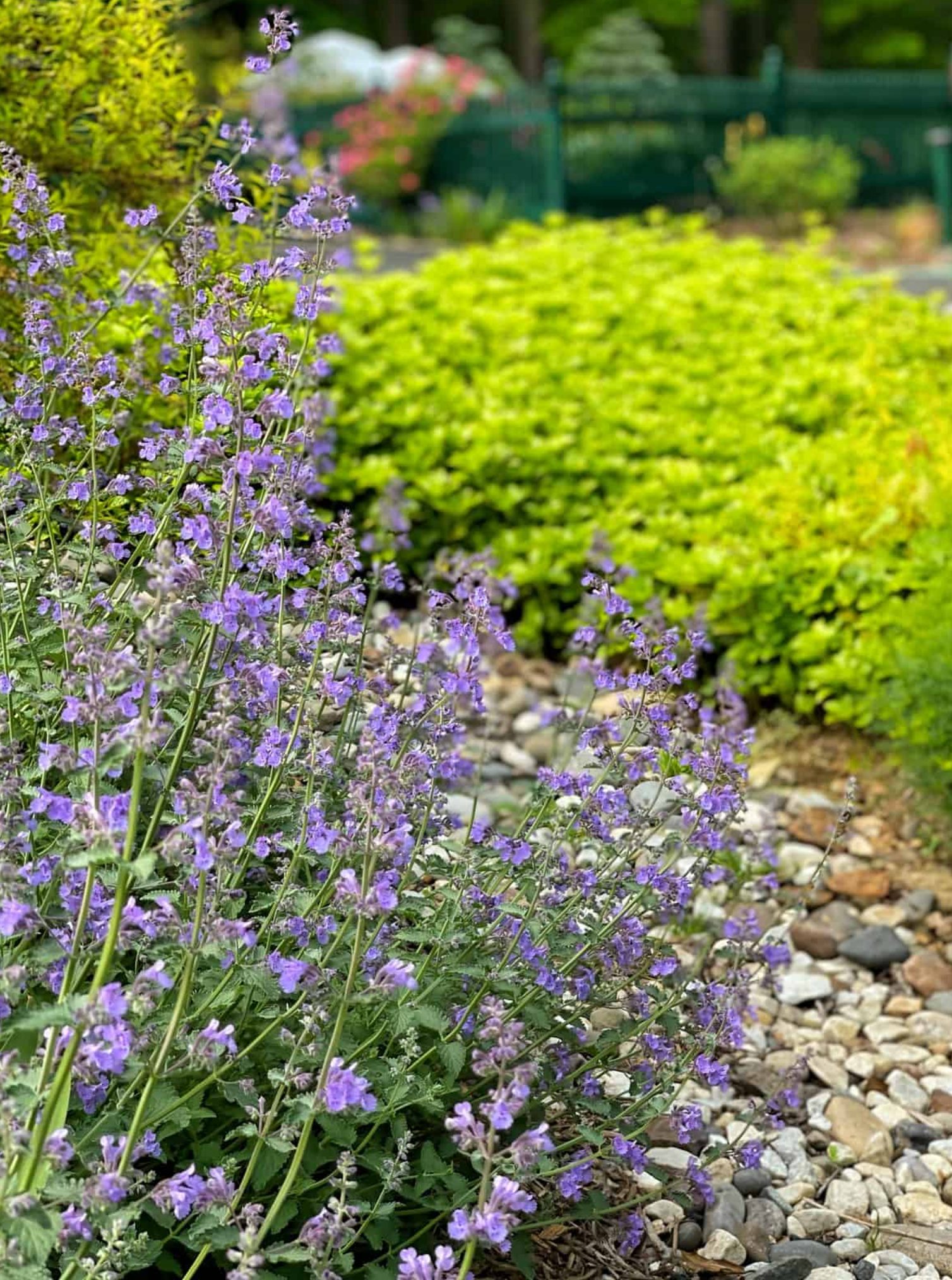 Catmint