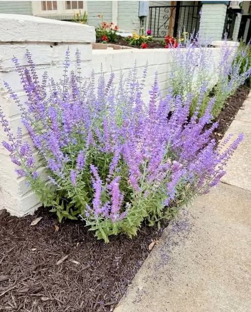 Catmint