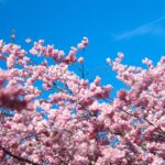 Cherry Blossom Tree Full Bloom