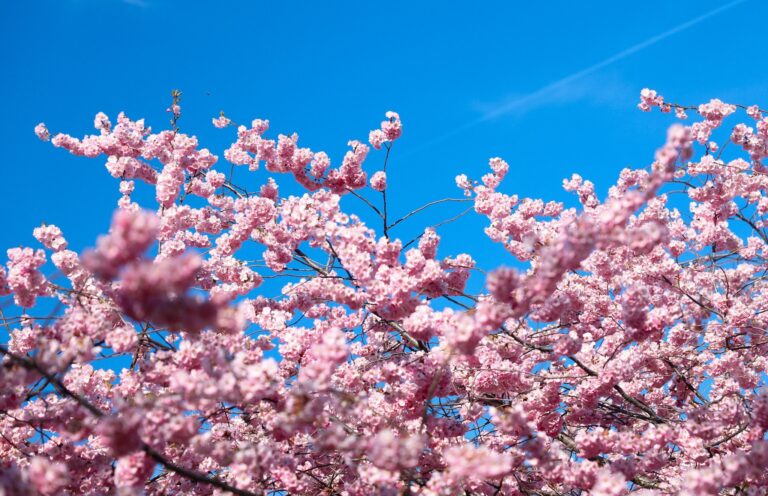 Cherry Blossom Tree Full Bloom
