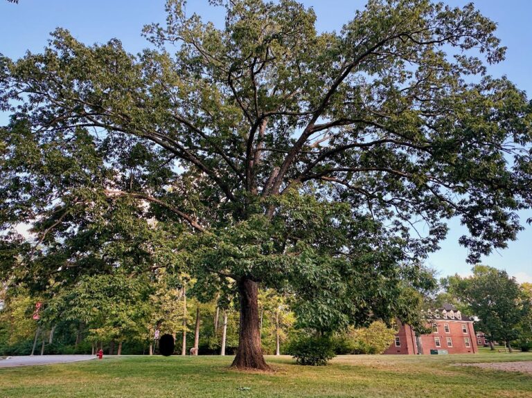 Pin oak