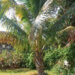 Coconut tree vs palm tree