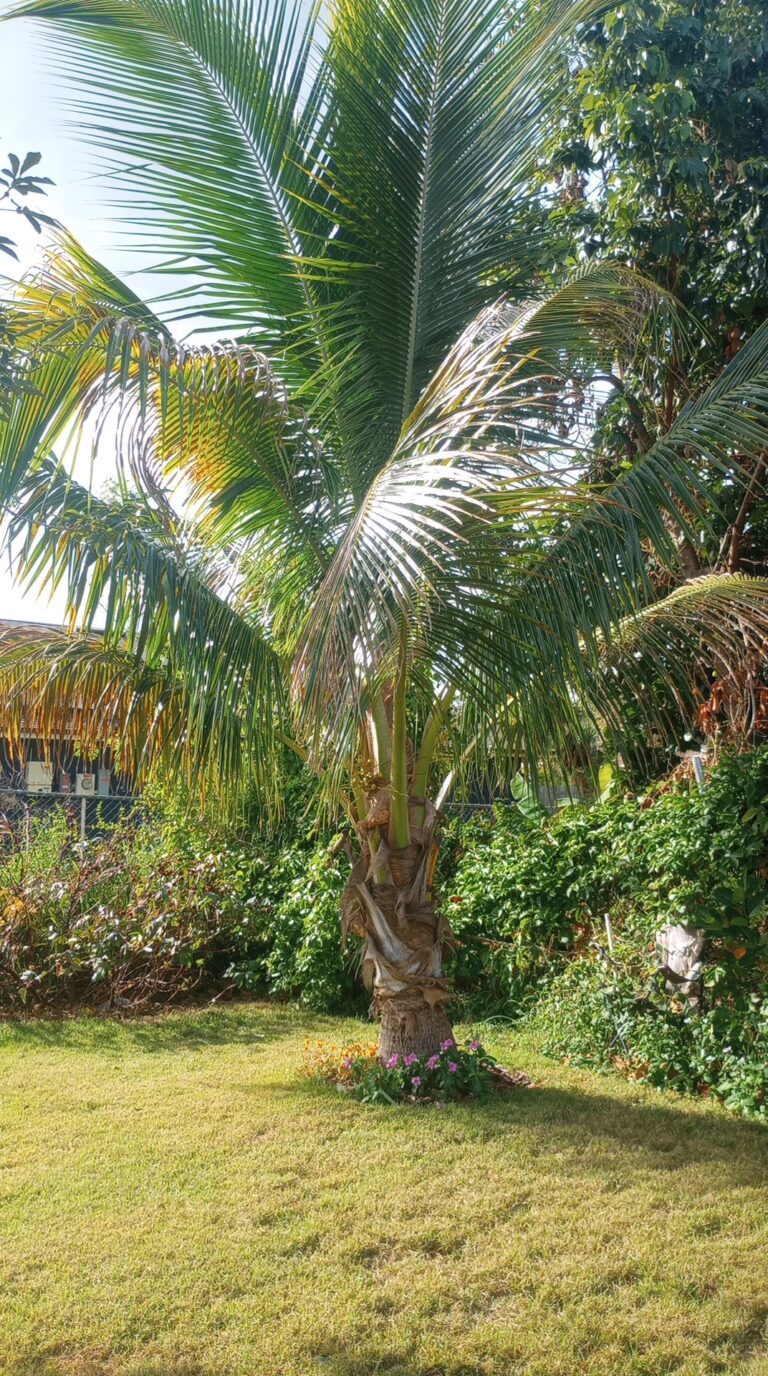 Coconut tree vs palm tree