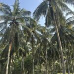 Coconut trees